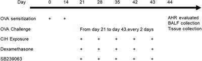 Chronic Intermittent Hypoxia Reduces the Effects of Glucosteroid in Asthma via Activating the p38 MAPK Signaling Pathway